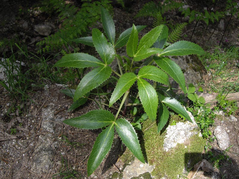 Helleborus argutifolius en fleurs dans les sous-bois rocheux de Corse